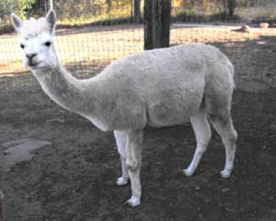 Alpaca For Sale - WINDSONG'S ANTOINETTE at Underwood Alpacas